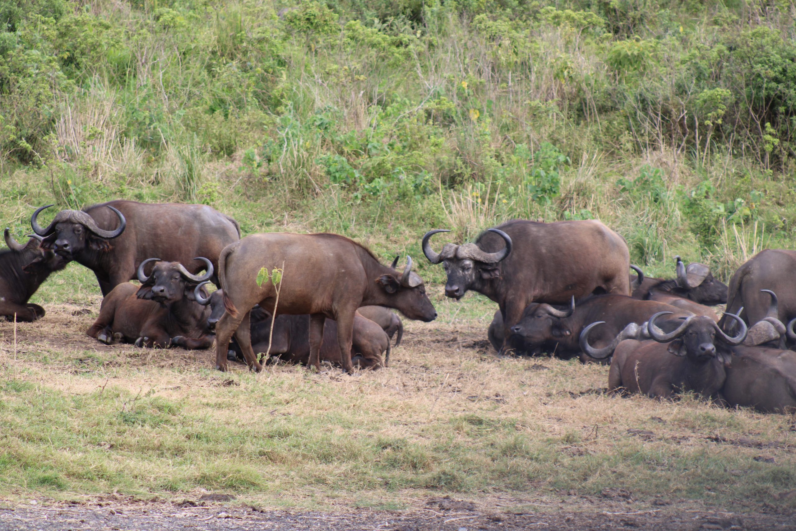 12 Days Best of Tanzania Wildlife Safari & Migration