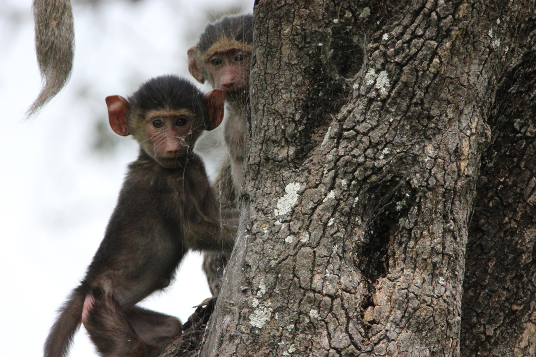 11 Days Northern Circuit Classic Safari