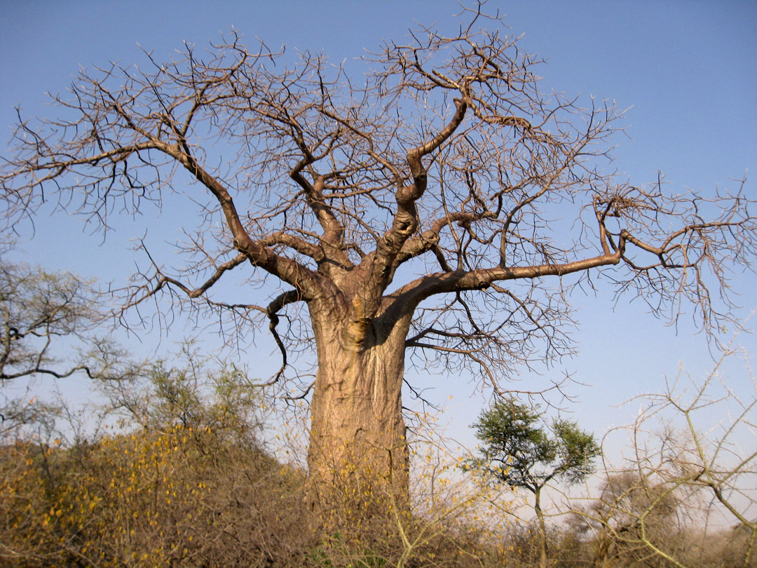 3 Days Wildlife Safari